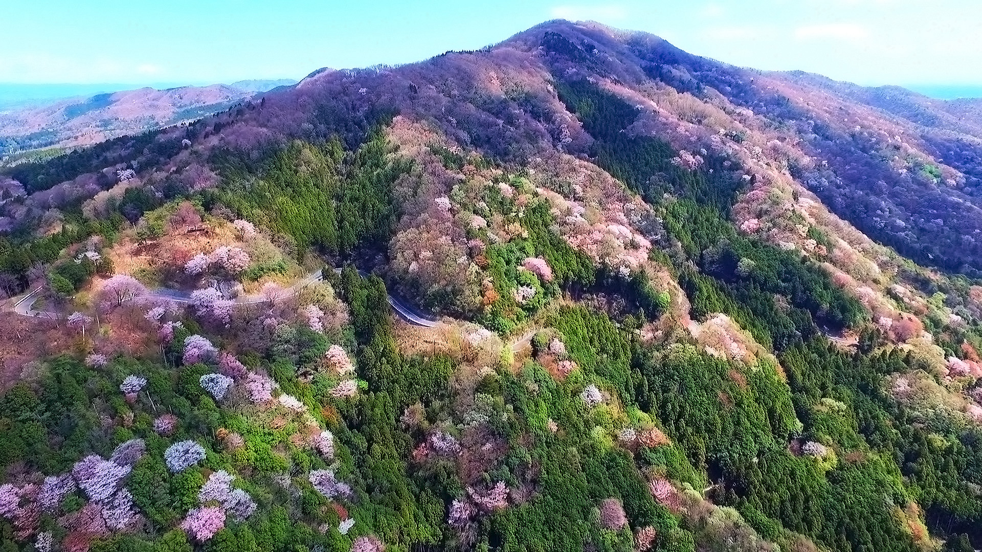 桜川市の山桜