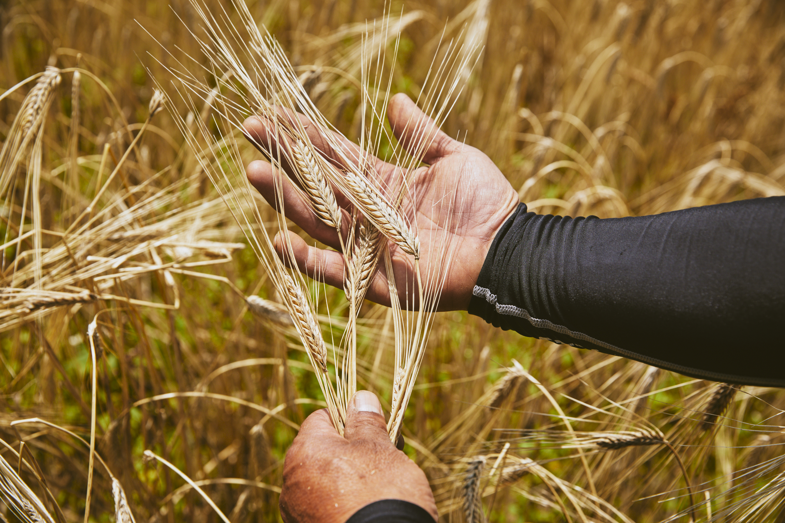 Grains